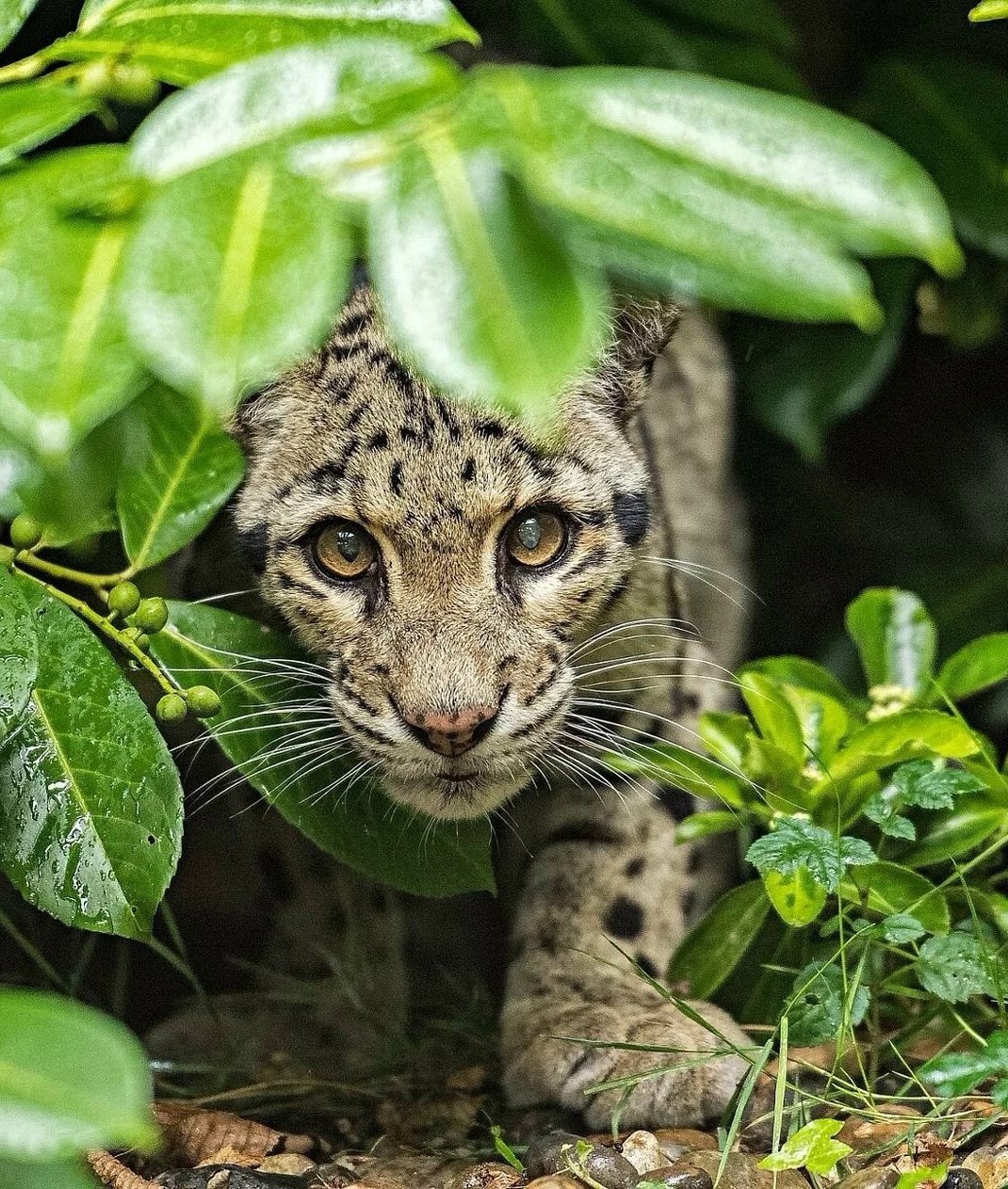 Дымчатый леопард (Neofelis nebulosa),