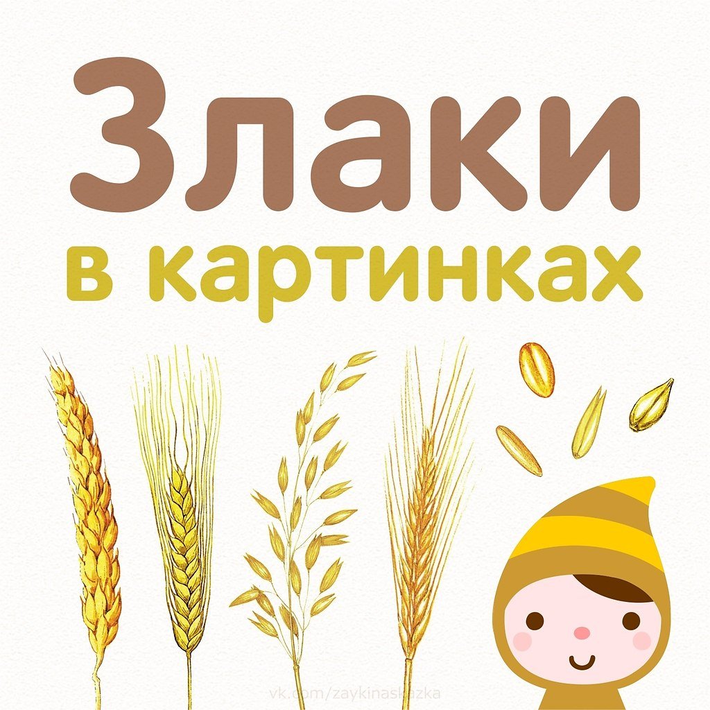Злаковые для дошкольников