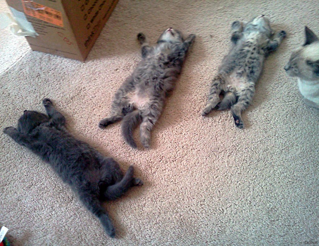 Лежбище котиков прикол