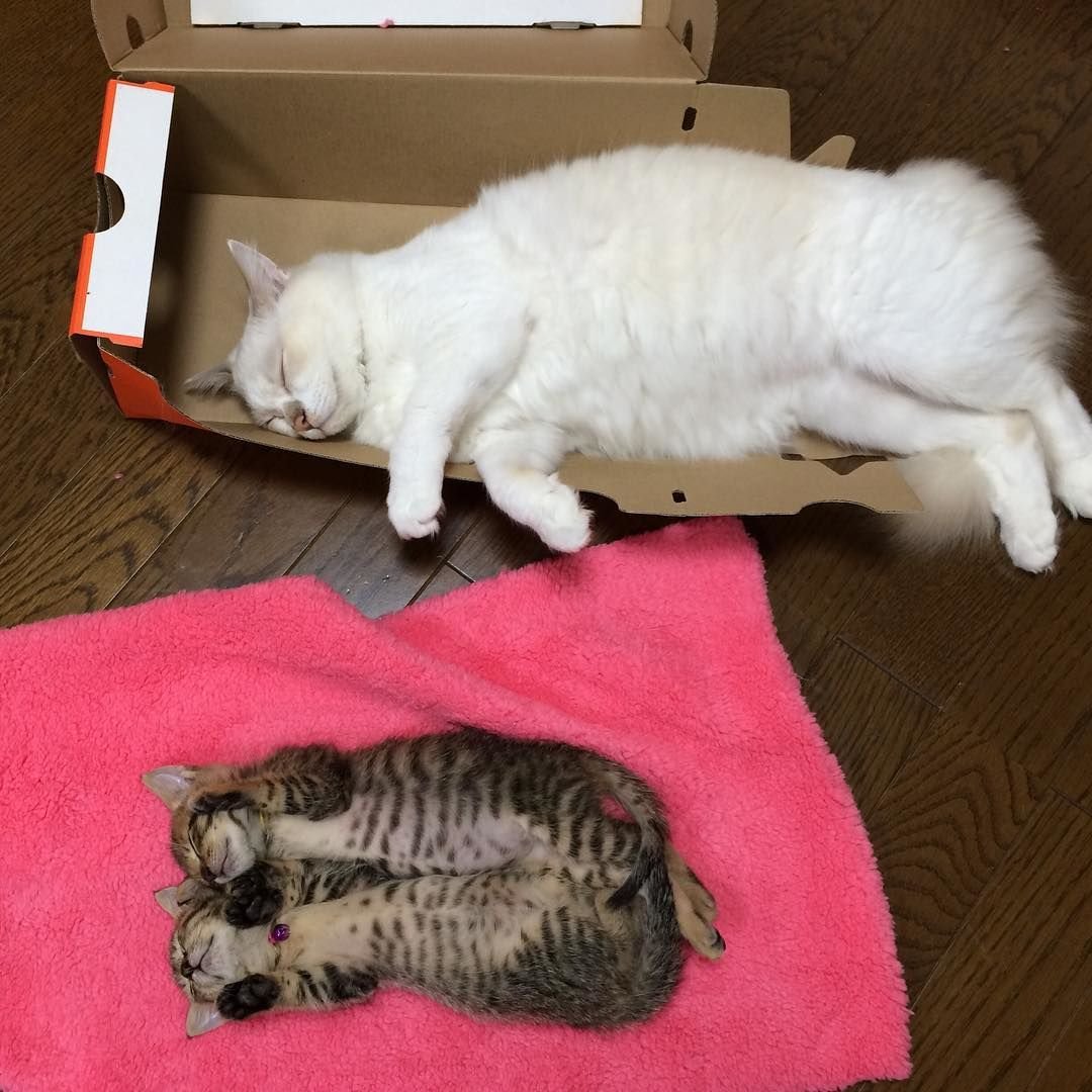 Картинка отбой с котами