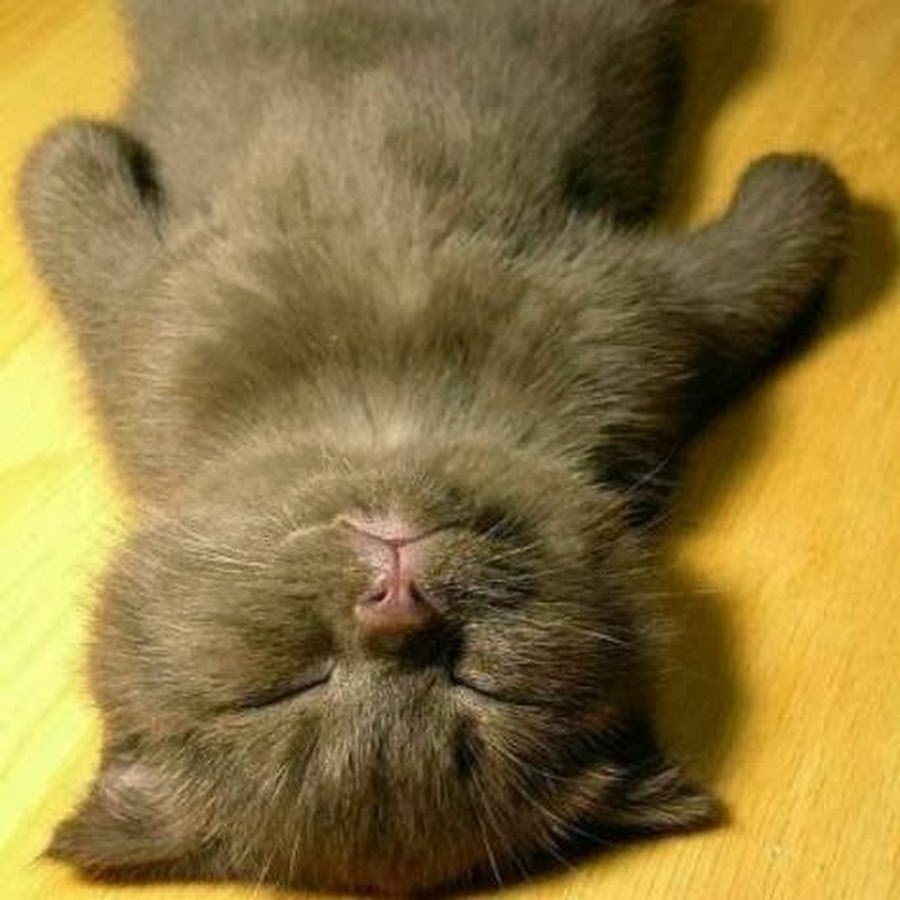 Смешные пожелания спокойной ночи