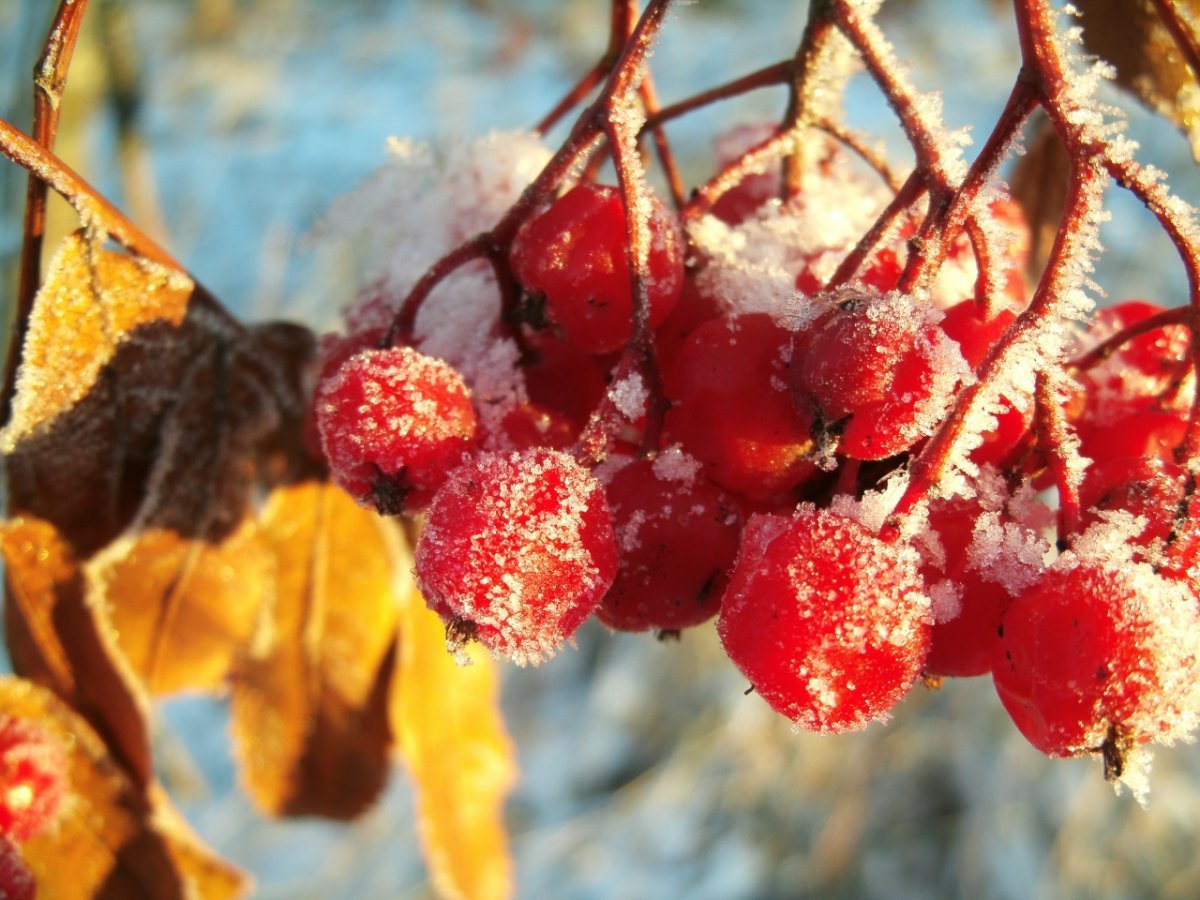 Осень ноябрь