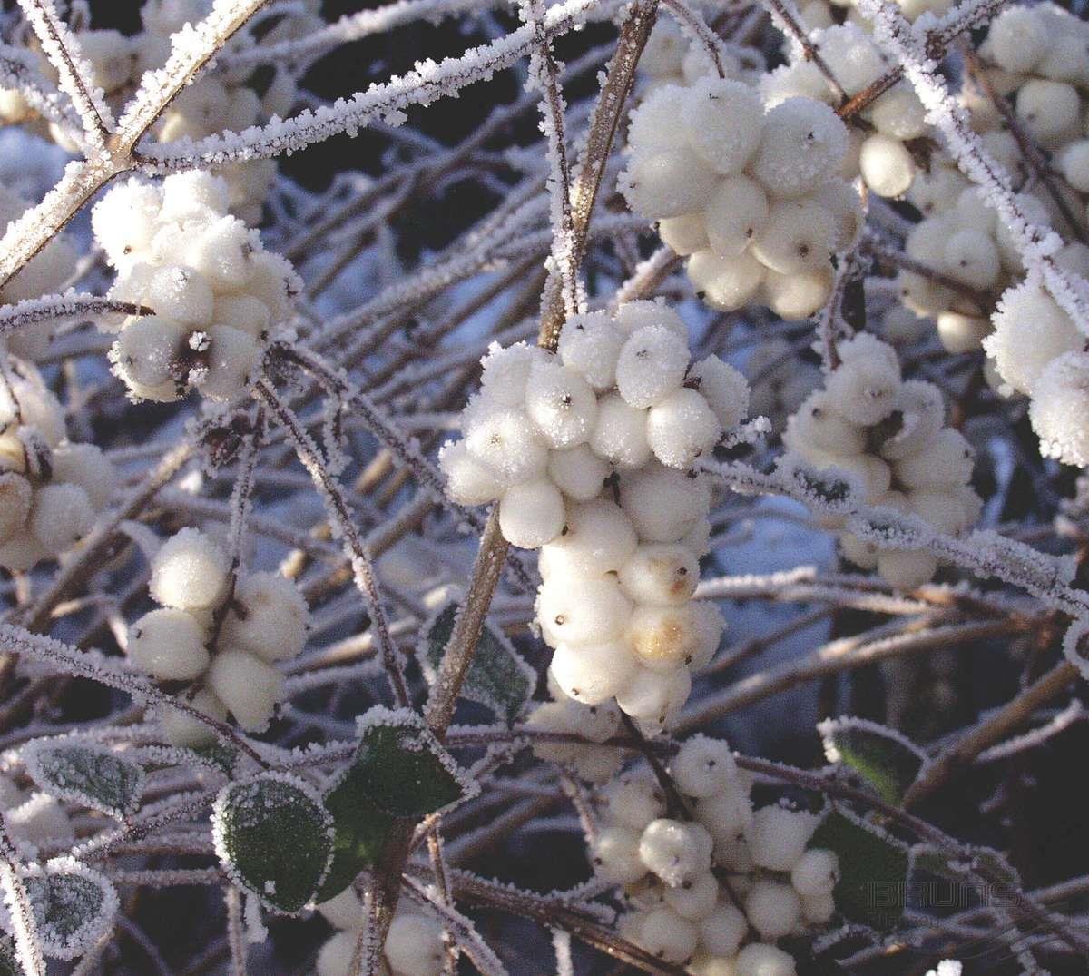 Снежноягодник белый Symphoricarpos Albus laevigatus
