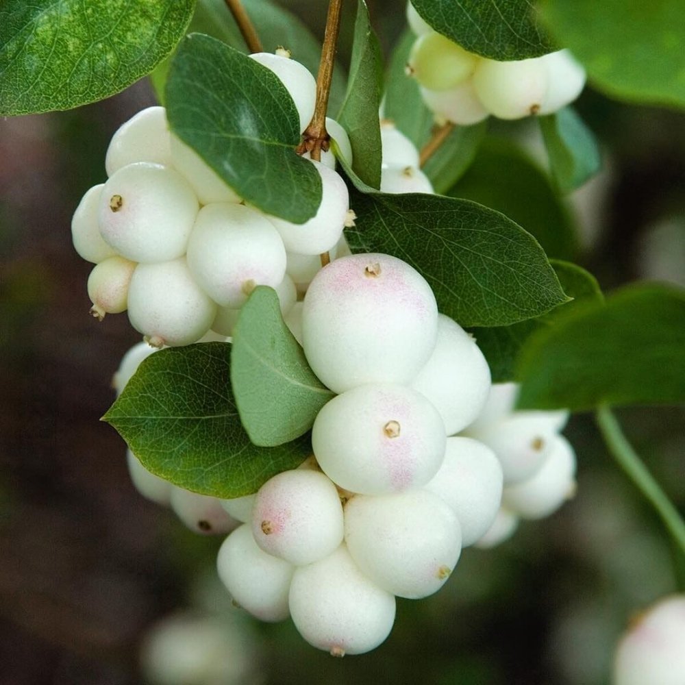 Снежноягодник белый (Symphoricarpos Albus) куст