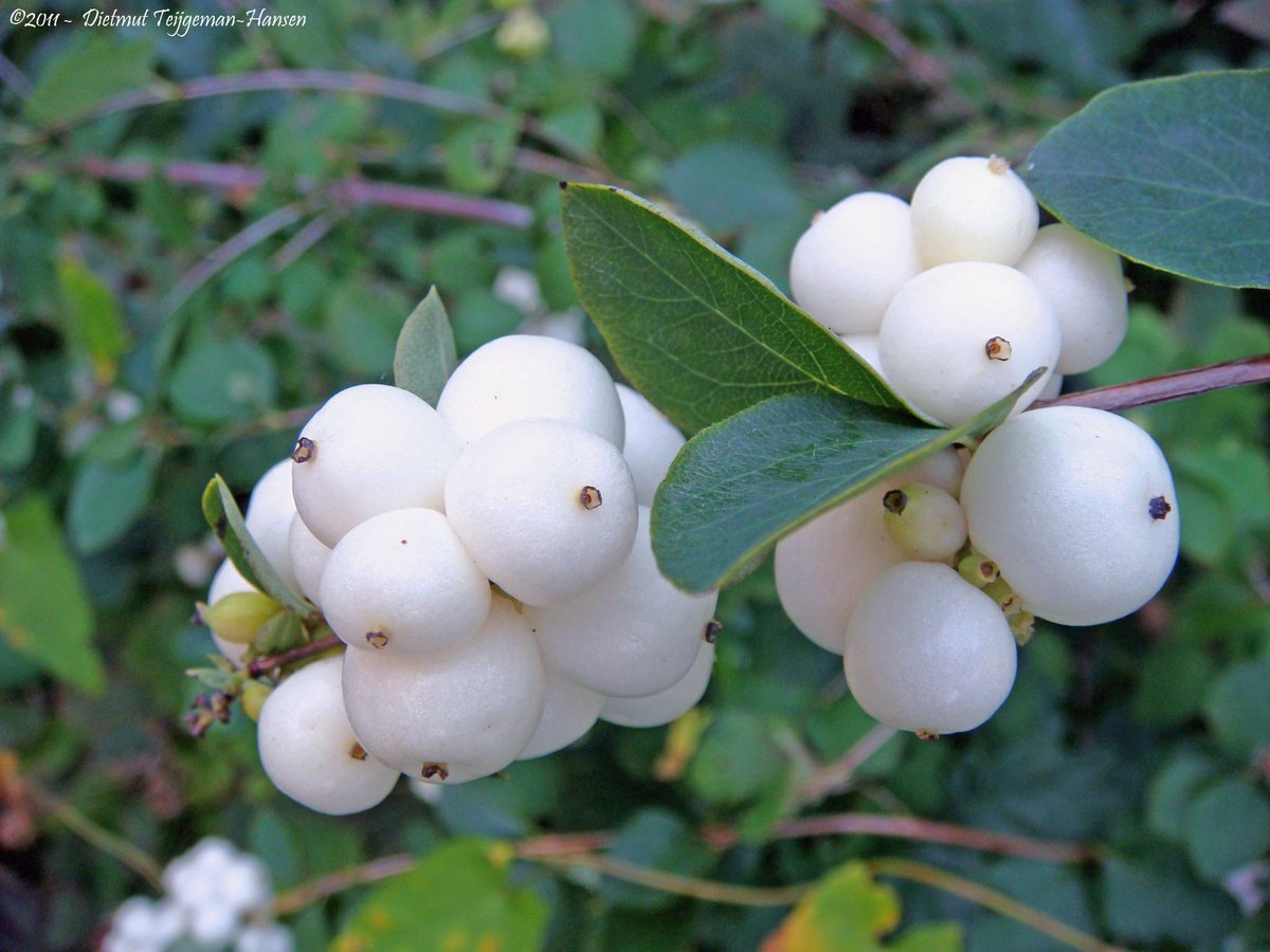 Жимолость снежноягодник