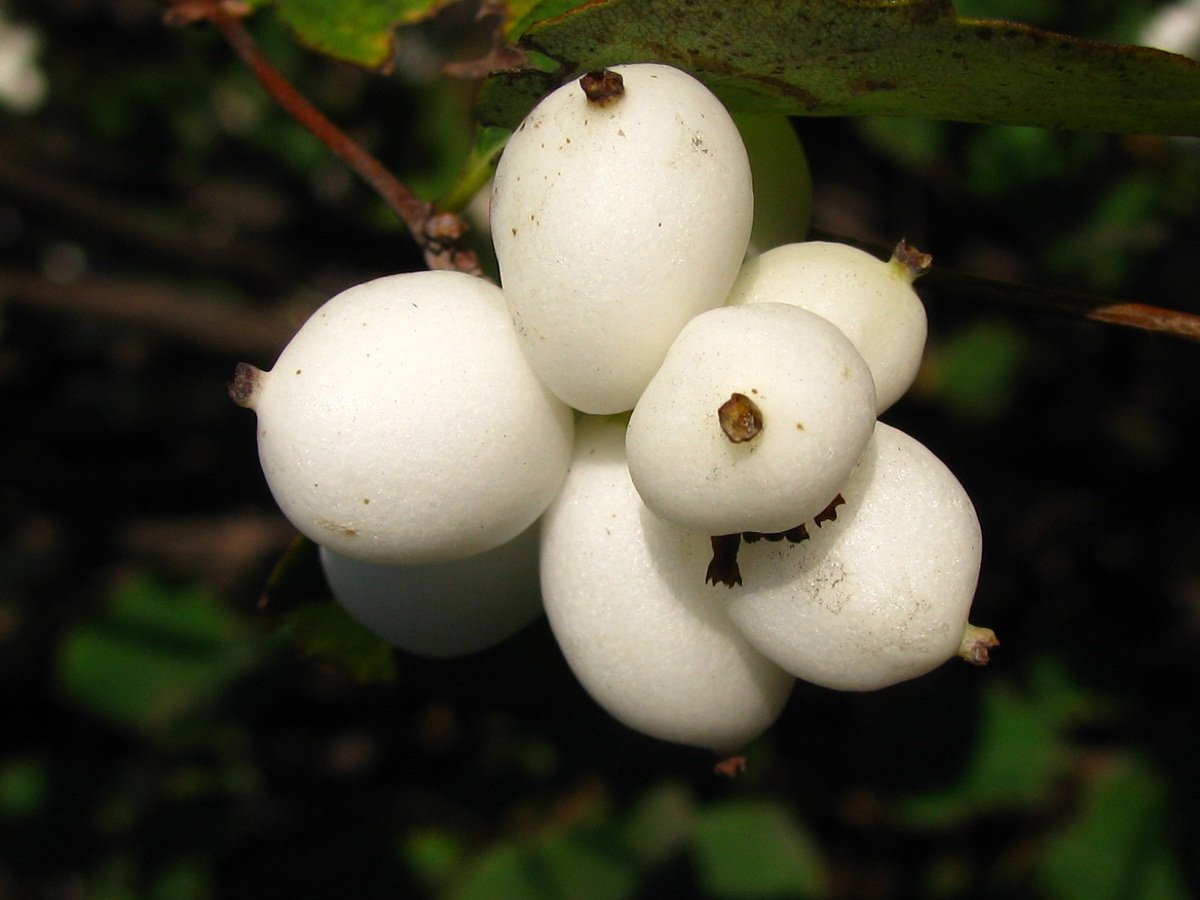Снежноягодник белый (Symphoricarpos Albus laevigatus) c2/c3