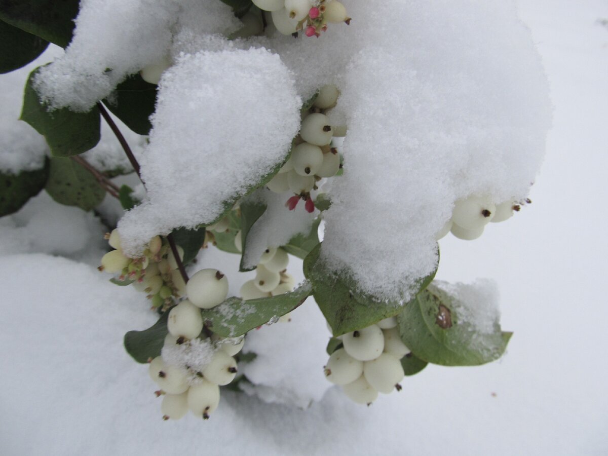 Снежноягодник белый под снегом