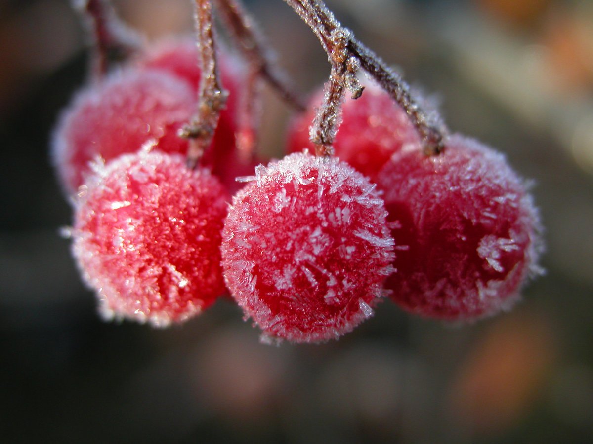 Морозные ягоды