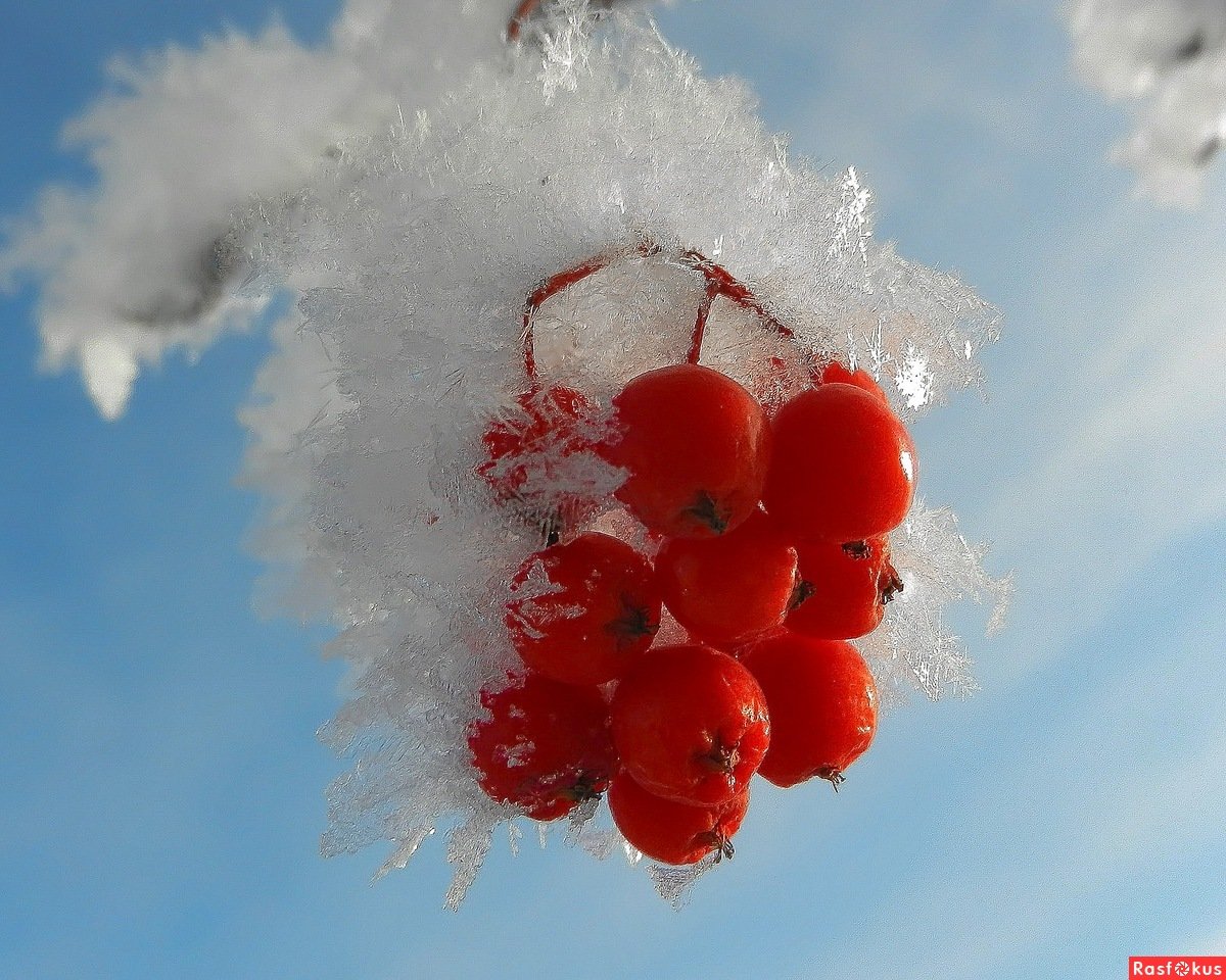 Рябина в снегу
