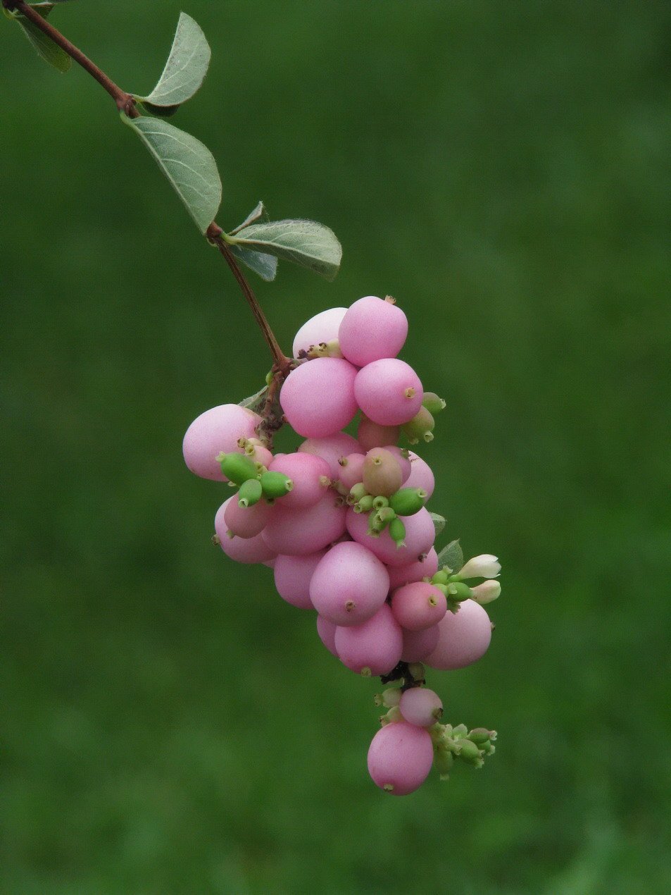 Симфорикарпус снежноягодник