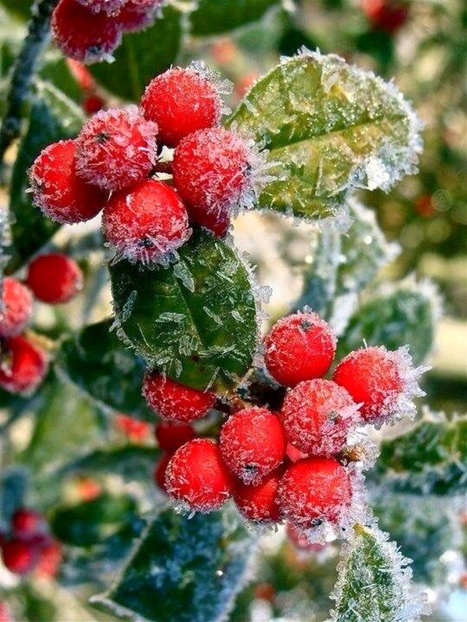 Ягоды под снегом