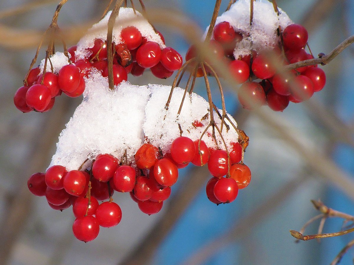 Калина обыкновенная (красная) зимой