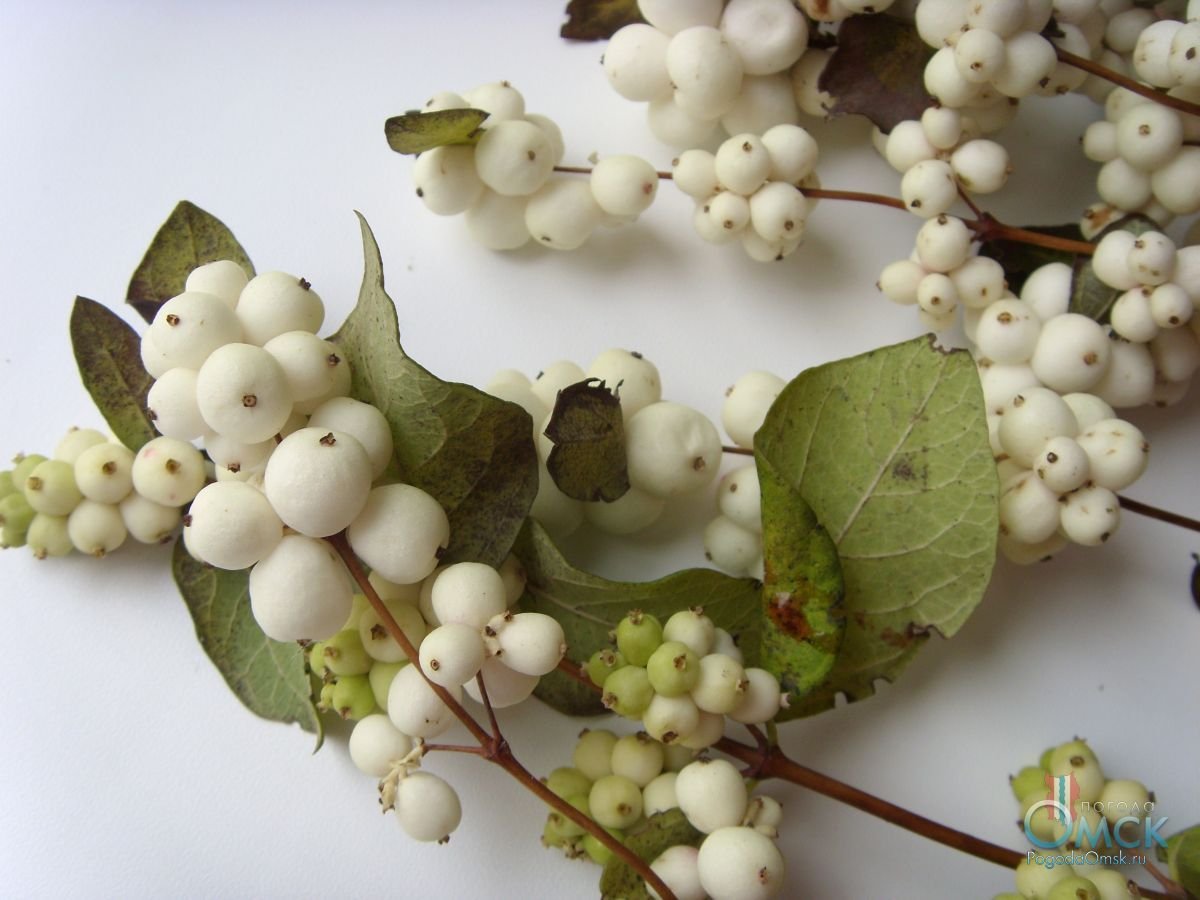 Снежноягодник Снежная ягода