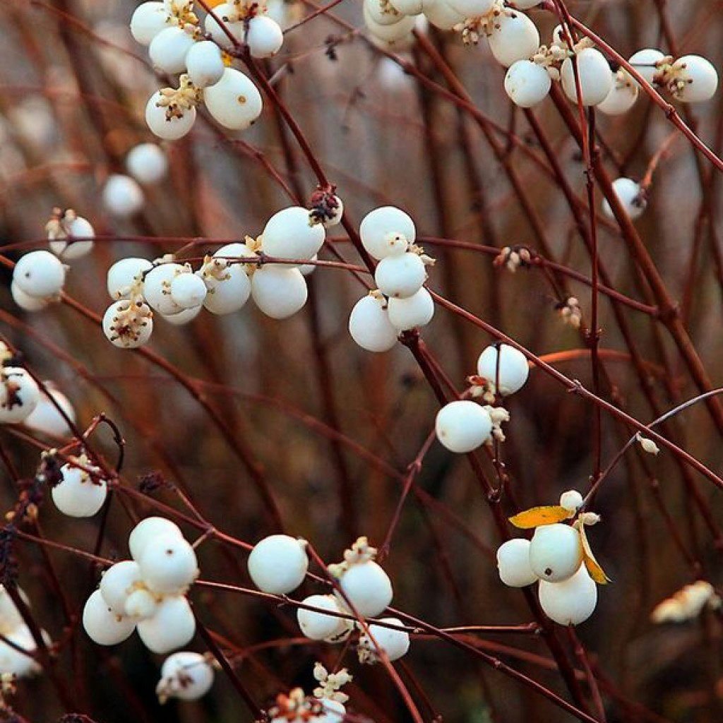 Снежноягодник Хенаульта