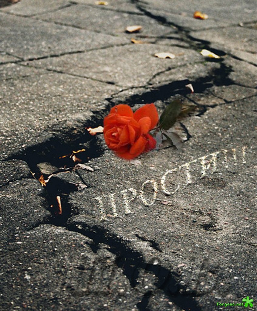 Роза на асфальте