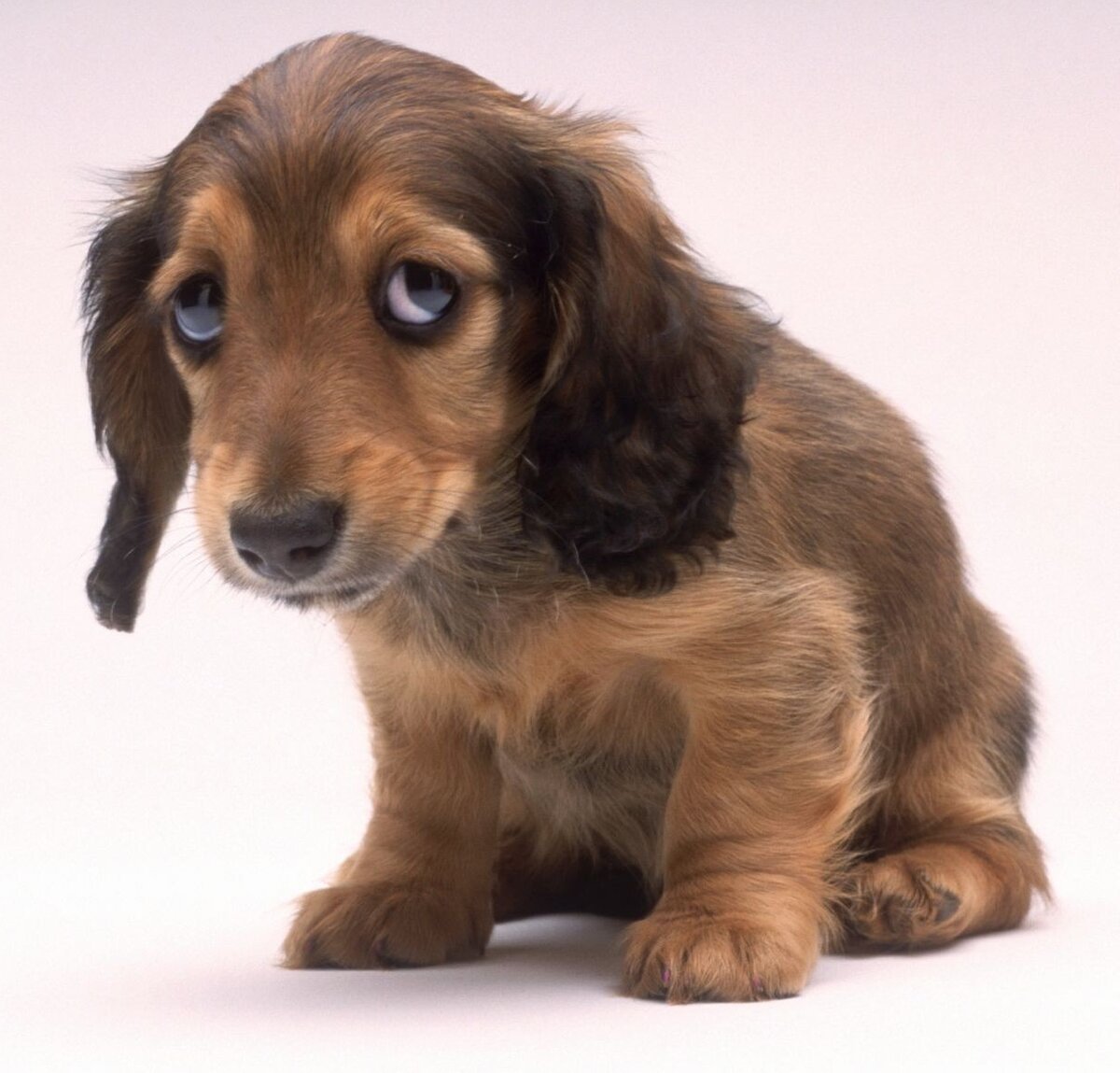 Открытка "прости"