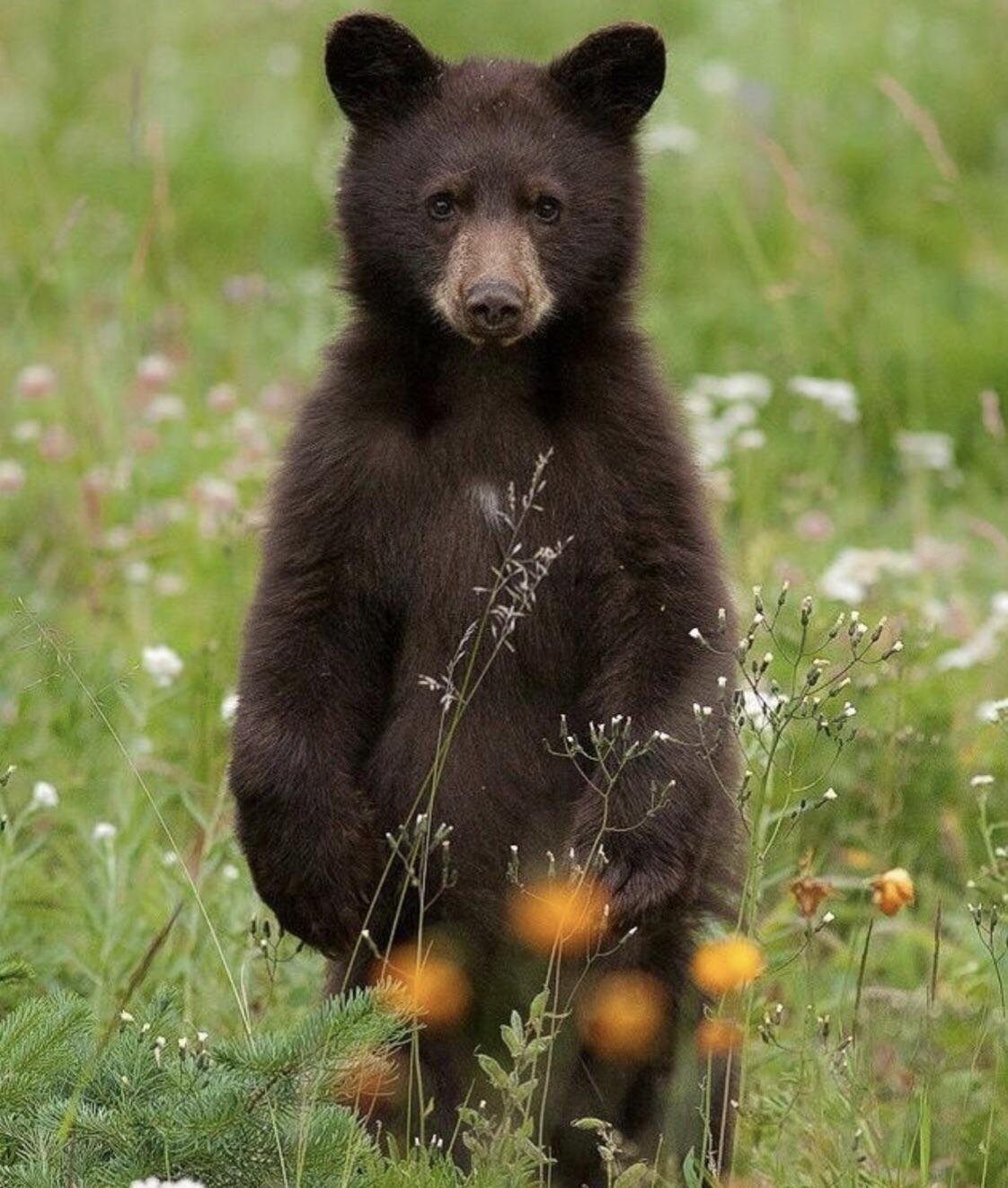 Медвежонок в лесу для детей