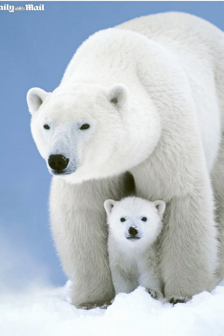 Белый медведь мультяшный