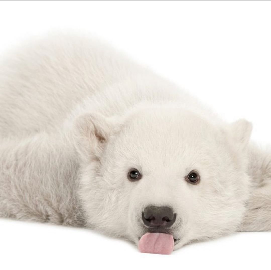 Белый Медвежонок рисунок милый