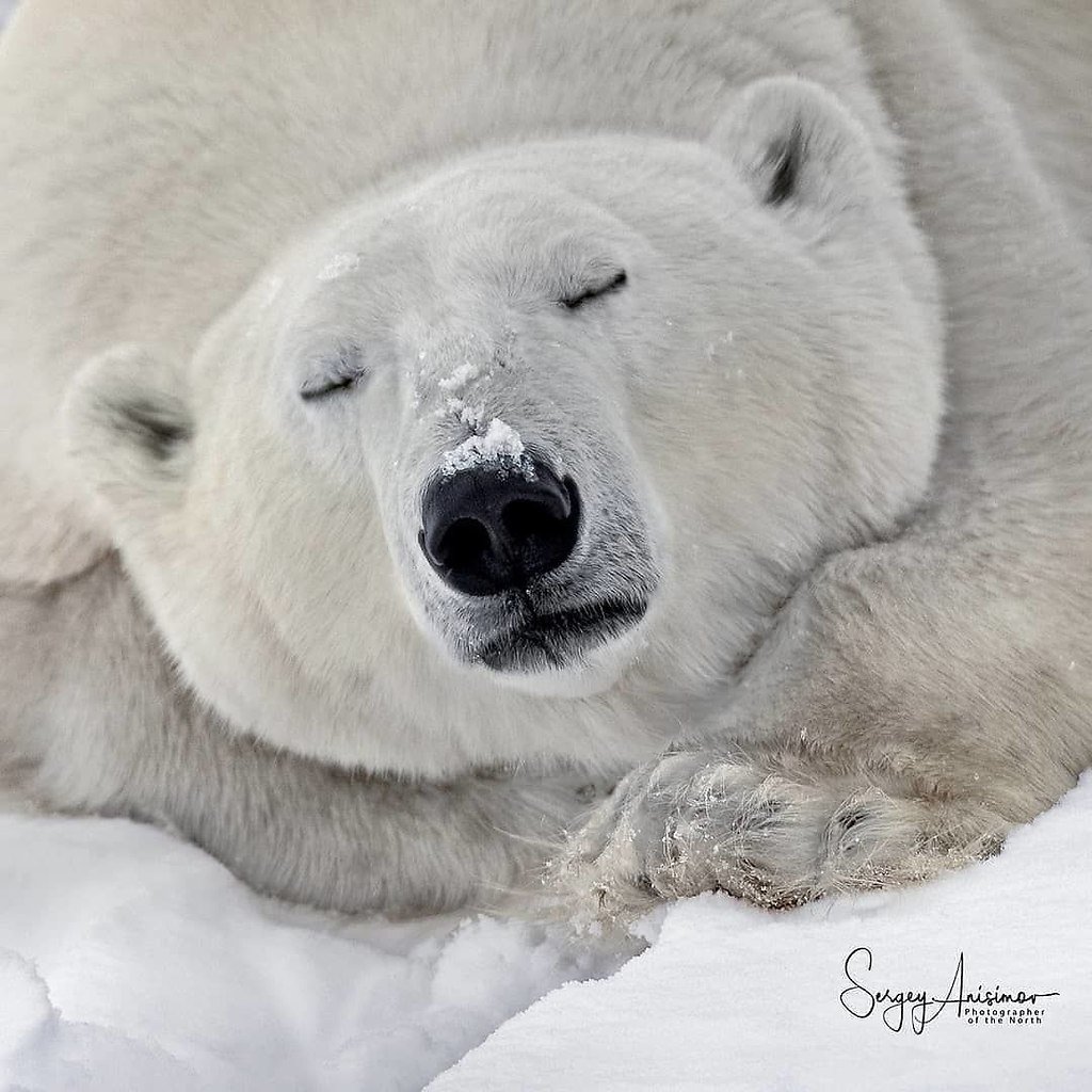 Белый мишка картинка для детей