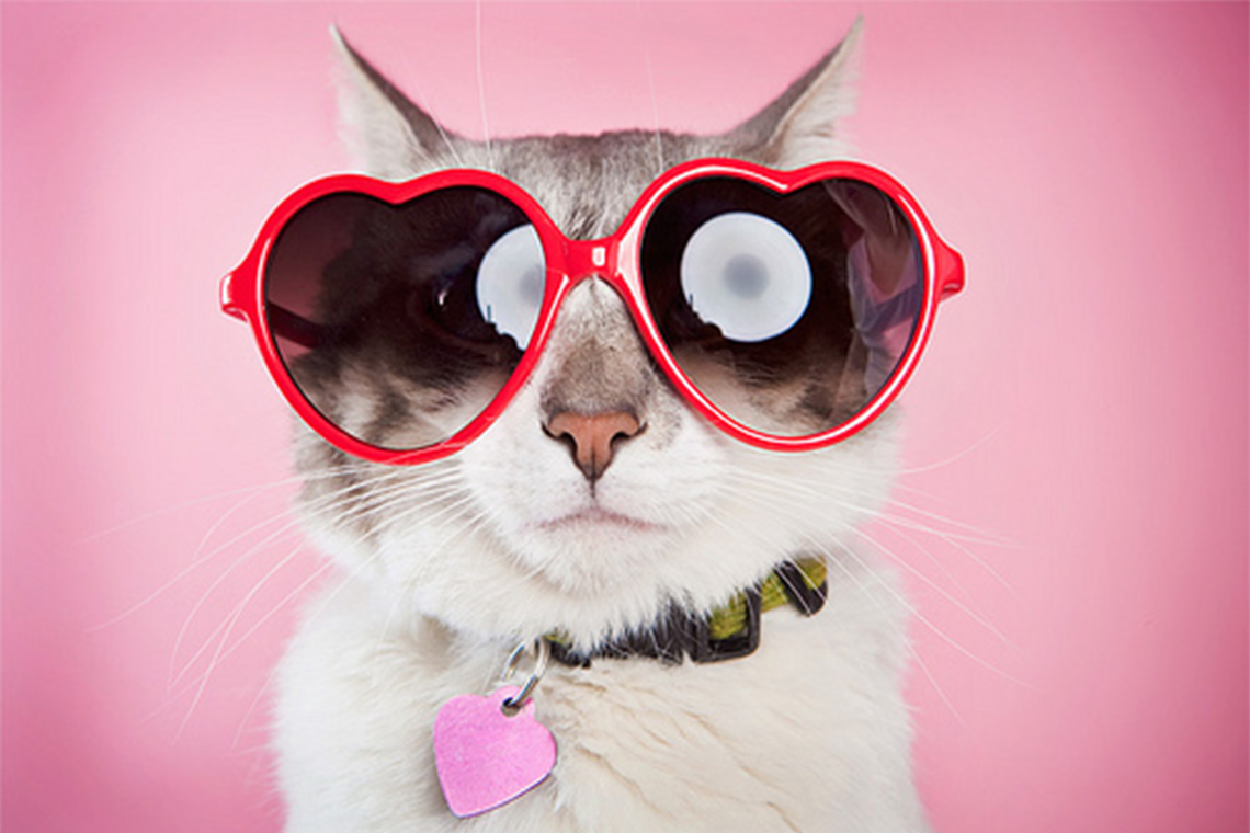 Кот в розовых очках