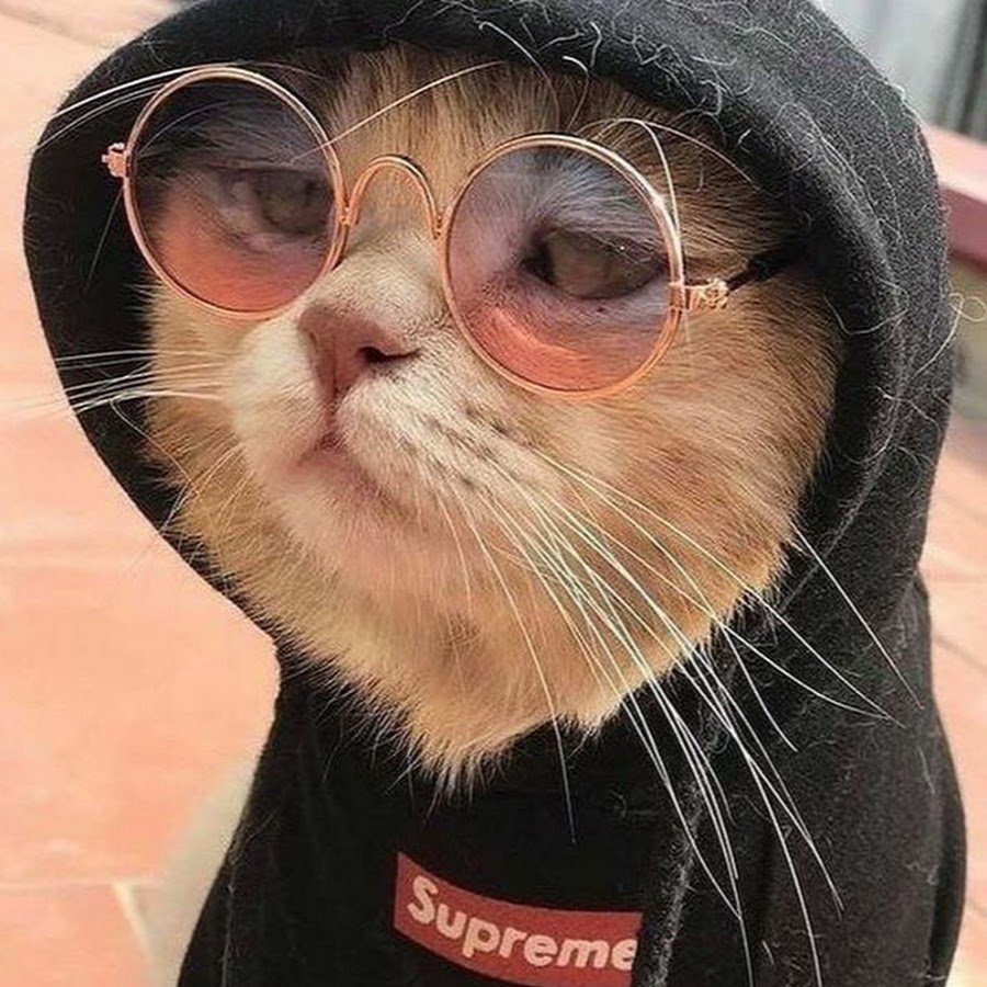 Кот в очках