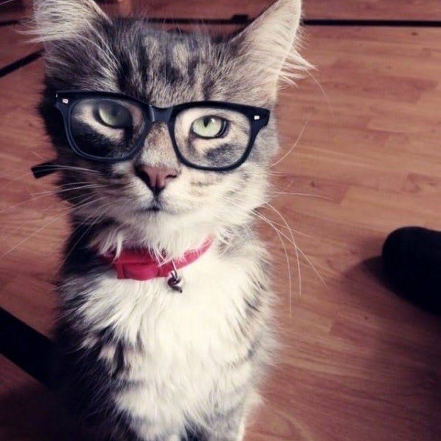 Милый котик в очках