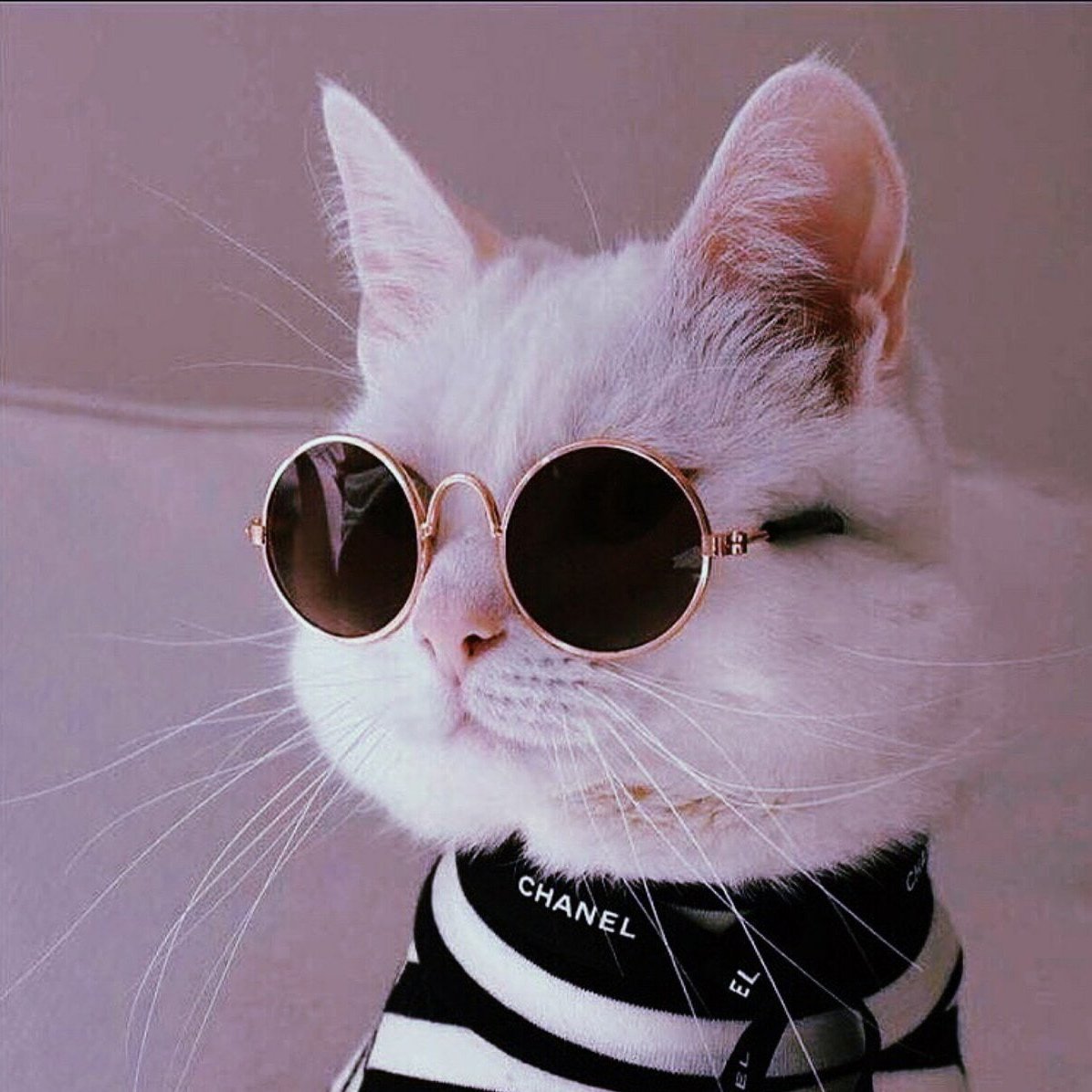 Котик в очках