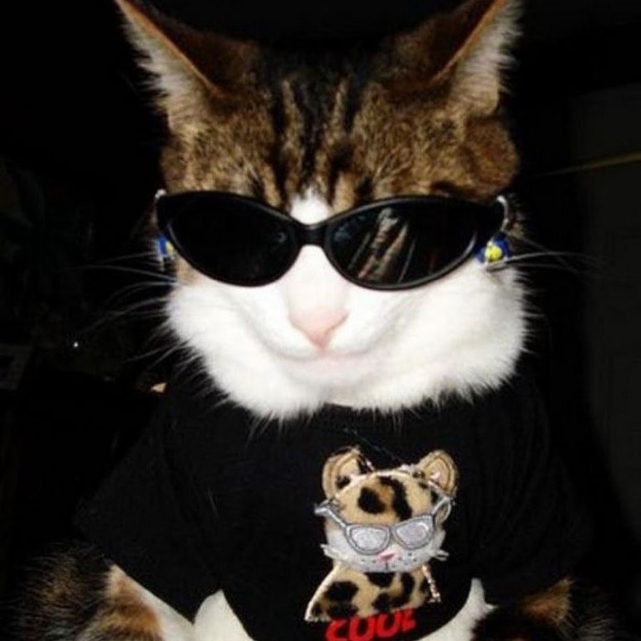 Кот в очках
