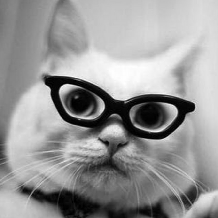 Смешные котики в очках