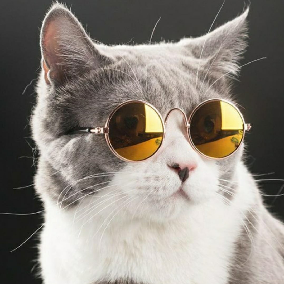 Нян Кэт в очках