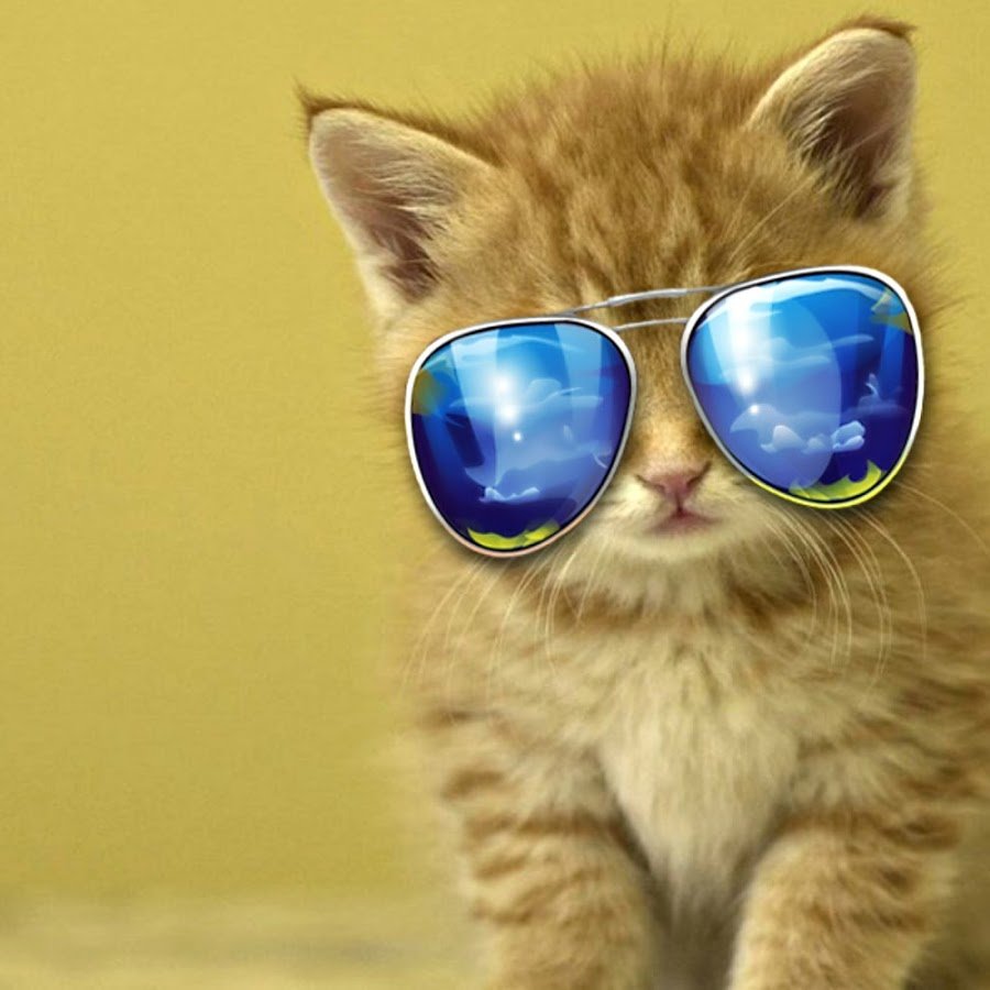 Кот в очках космос