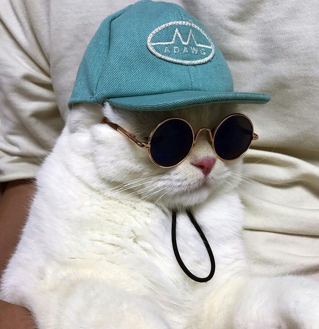 Кот в очках
