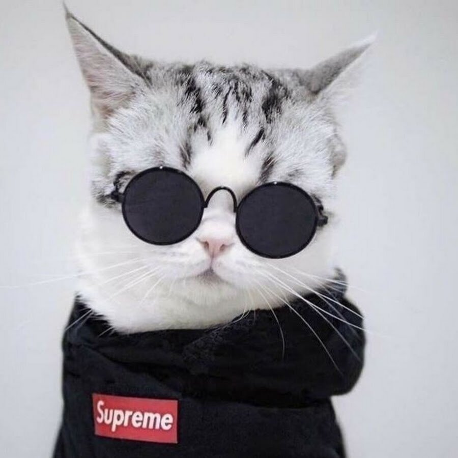 Постер кот в очках