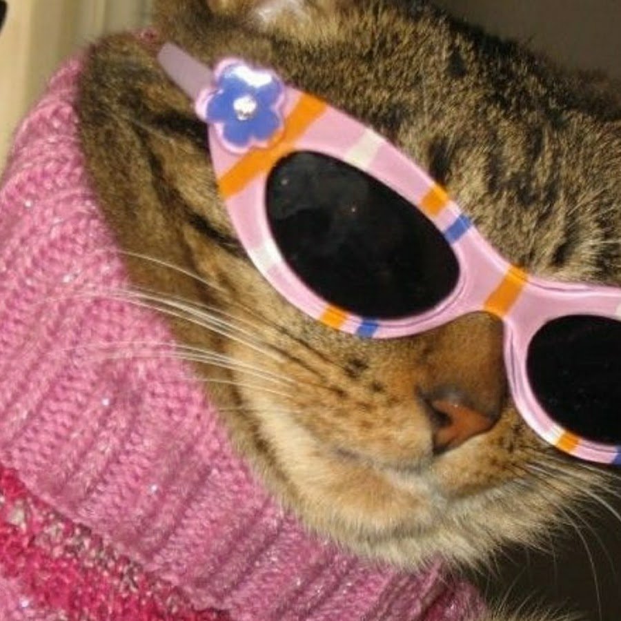 Серый кот в очках