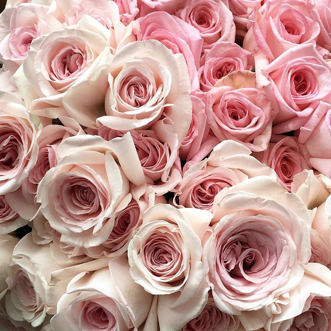 Розовые розы