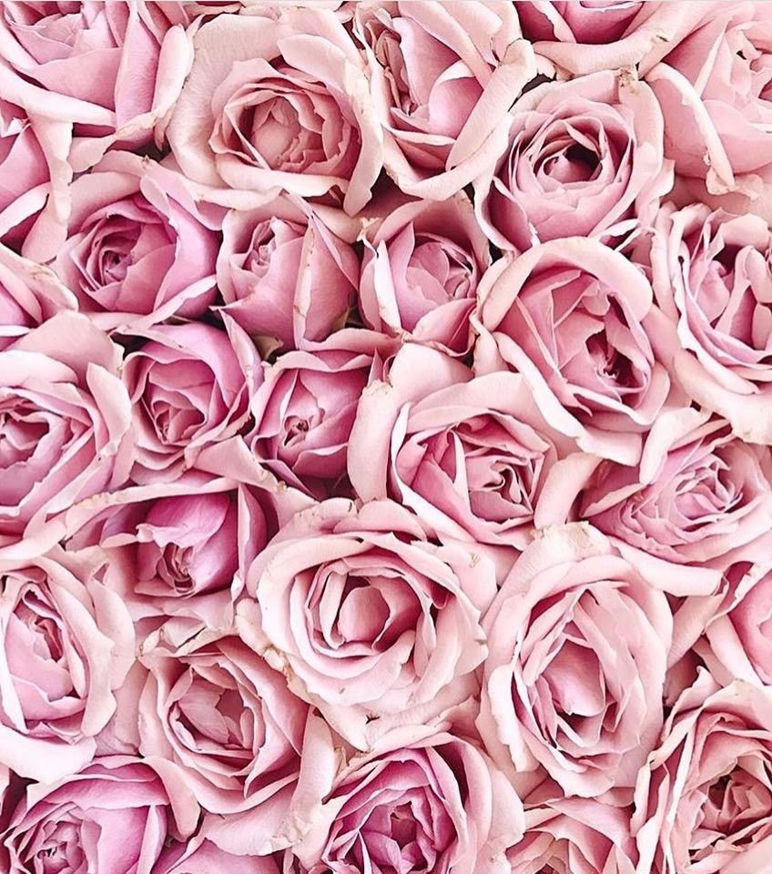 Розовые розы на сером фоне