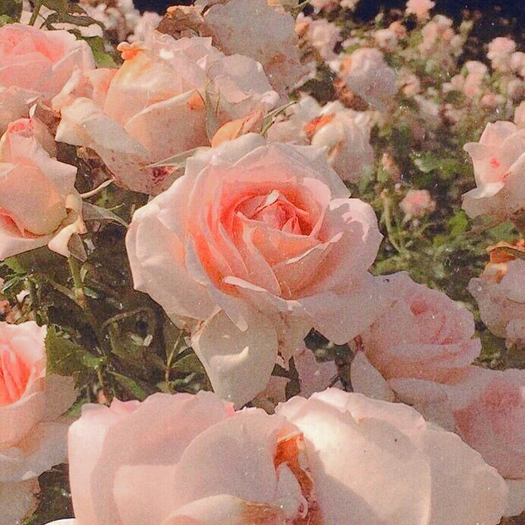 Нежные розы