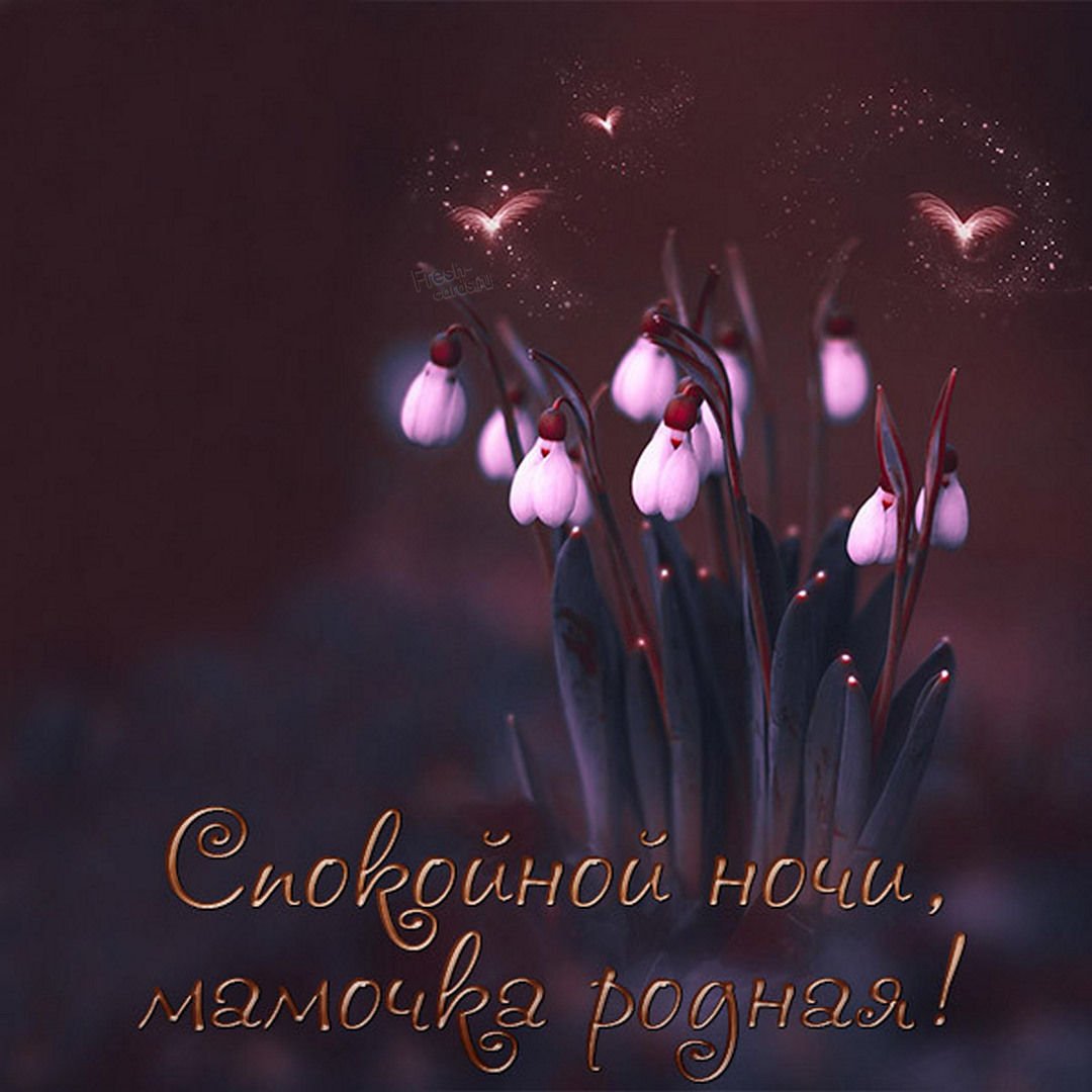 Цветы ночью