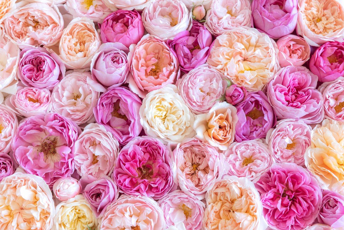 Роза Нена Эквадор