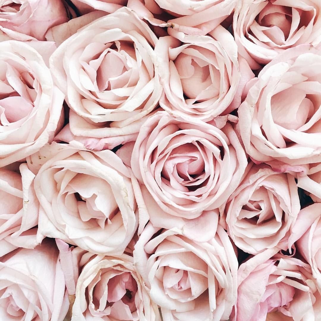 Шикарные розовые розы