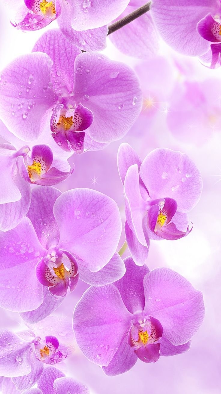 Сиреневый скинали