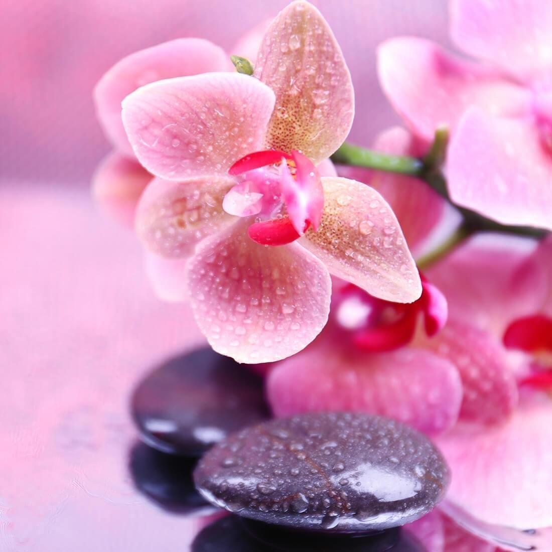 Фотопечать Орхидея