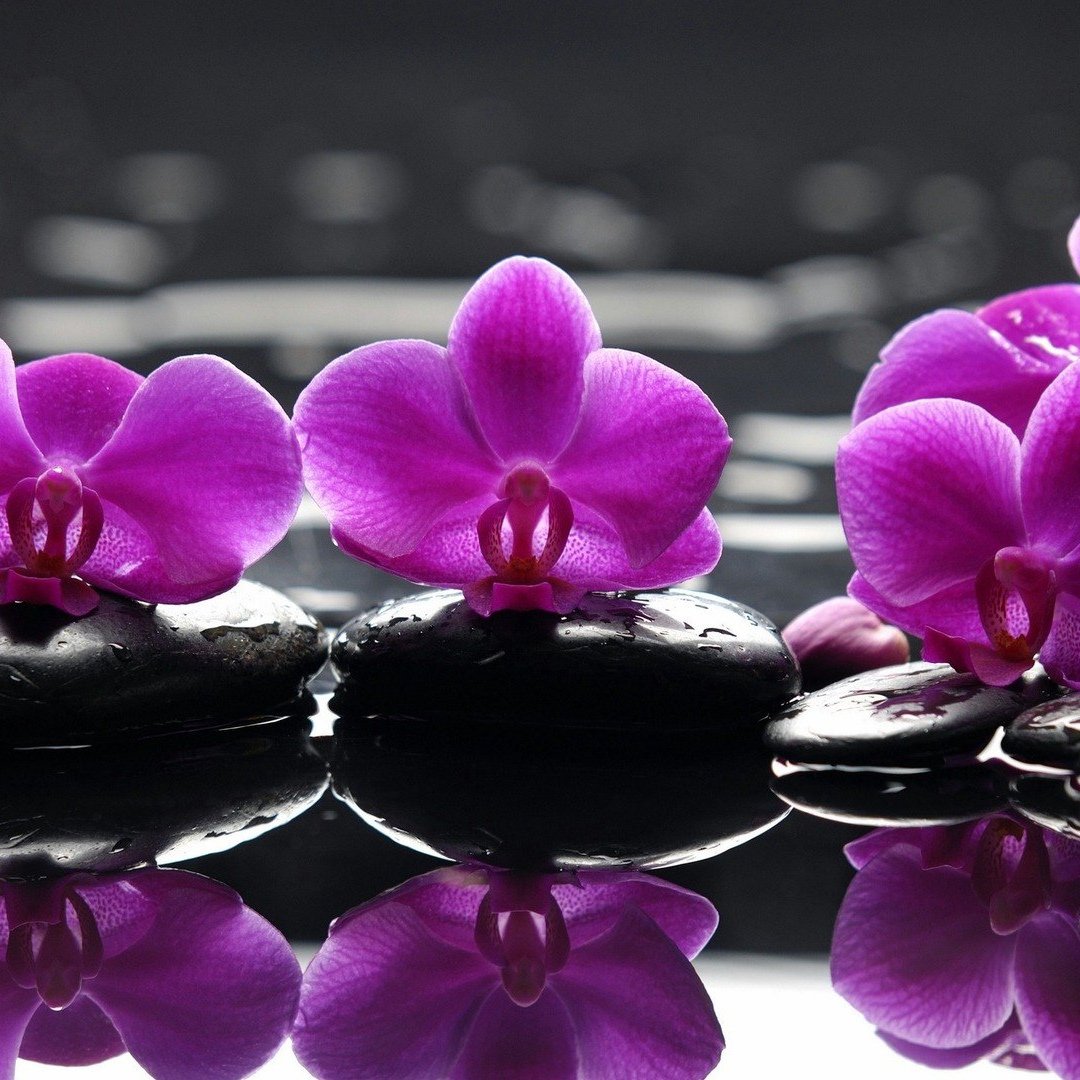 Орхидея белая с фиолетовыми