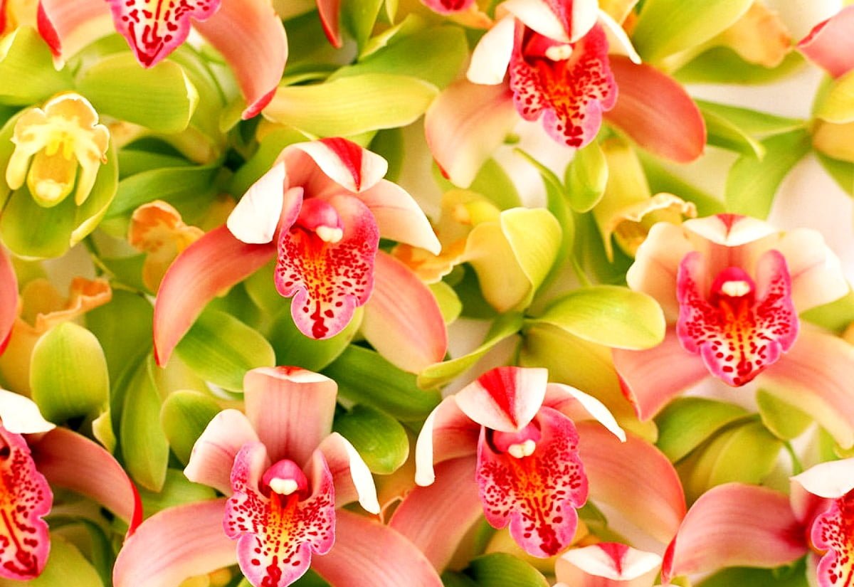 Нежно розовая Орхидея фаленопсис