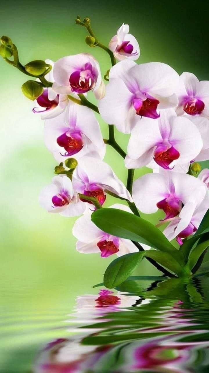 Сиреневые цветы