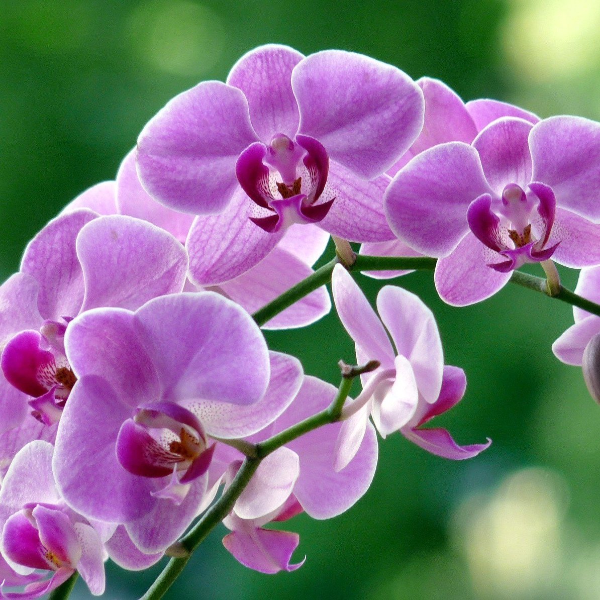 Плитка терракота Альба