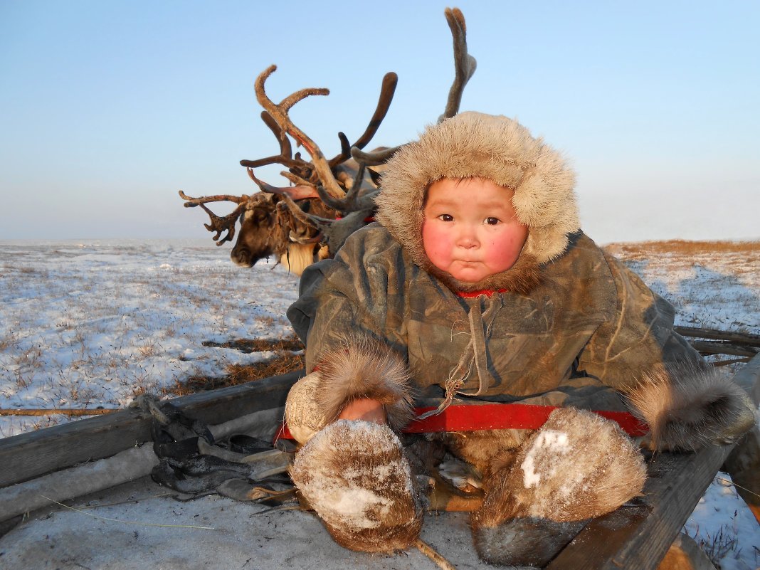 Северный олень Ямальский