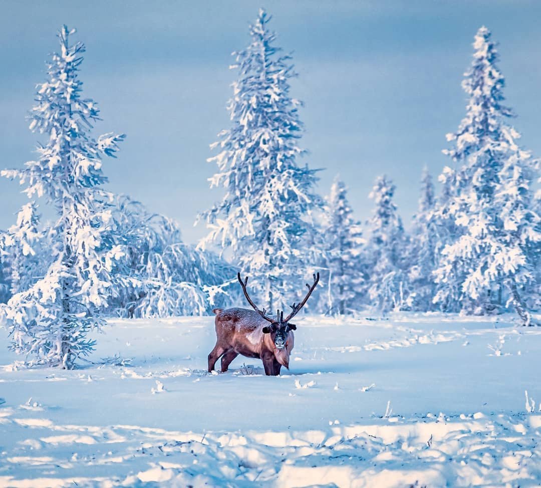 Северное сияние ночь на Ямале чум яранга