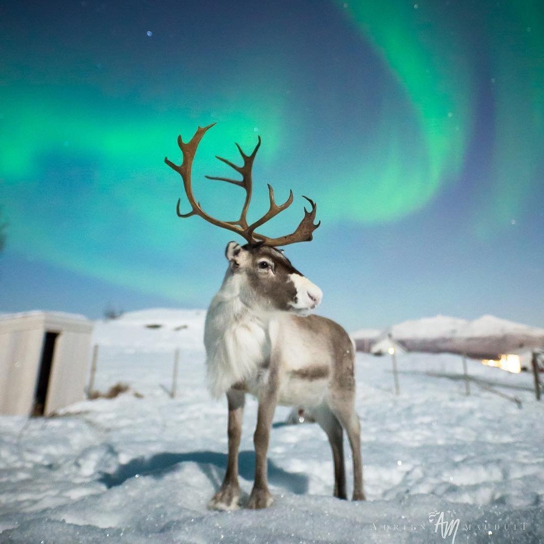 Полярная тундра Ямал полуостров